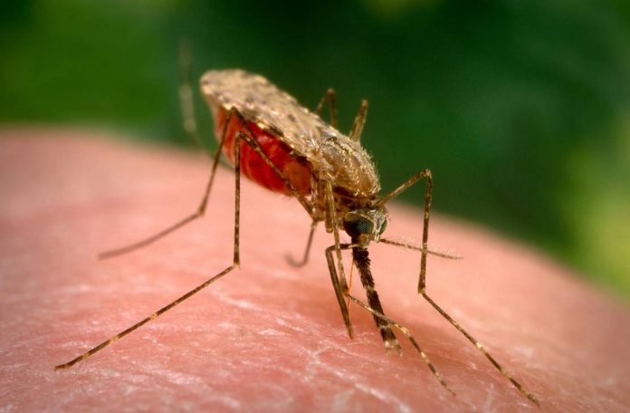 malaria_mosquito