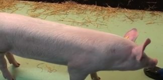 Smrtonosna zarazna bolest afrička kuga svinja, opasno se približila Srbiji