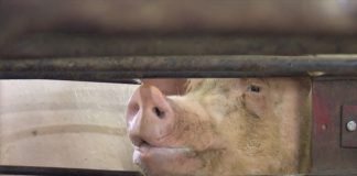 Asocijacija stočara traži zabranu uvoza svinja
