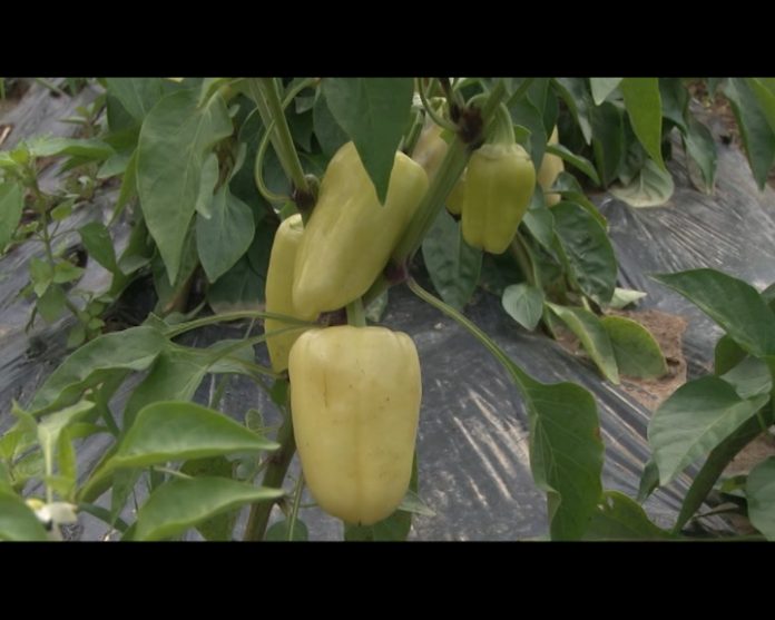 BIJELJINA paprika