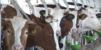 Uskoro detalji oko izvoza 7000 tona junećeg mesa u Tursku