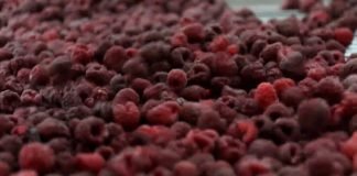 Predstavnici Asocijacije proizvođača malina i kupina postigli dogovor