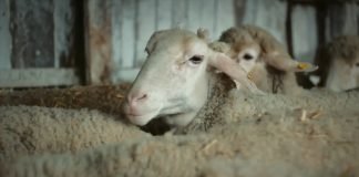 Srbija nije ostvarila nikakav napredak u oblasti dobrobiti životinja
