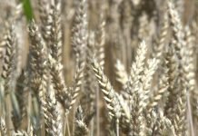 Otkupna cena pšenice