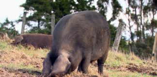 Afrička kuga svinja otkrivena u Velikoj Britaniji