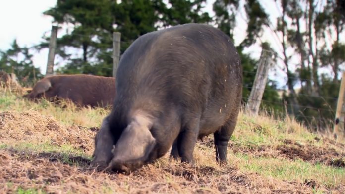 Svinje oink oink