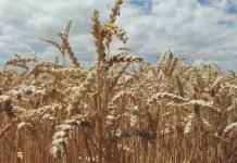 U Srbiji je požnjeveno oko 80 odsto pšenice