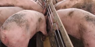 Afrička kuga svinja u Slovačkoj