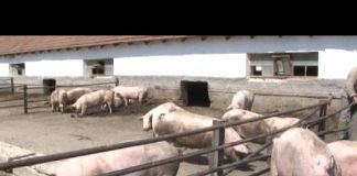 Kancelarija za veterinarstvo BiH o privremenoj zabrani uvoza određenih pošiljki mesa iz Srbije