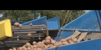 Dobar prinos krompira ostvarili kooperanati Poljoprivredne zadruge Agrofarmer iz Janje