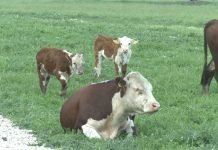 Interventni otkup kukuruza