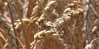 Republička direkcija za robne rezerve izvršiće naturalnu razmenu semenske pšenice za merkantilnu