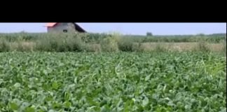 Više obradivih površina pripalo uljarici soji