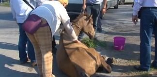 Organizacija za zaštitu životinja osudila postupak u Nišu