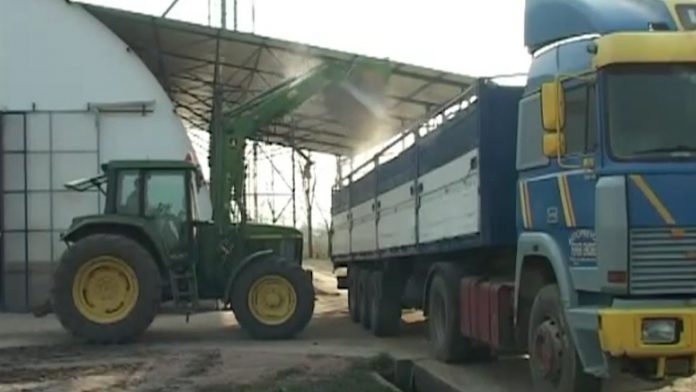 Predlozi udruzenja za zamenu kukuruza za junad YT
