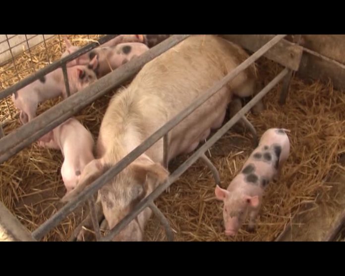 BIJELJINA AFRICKA KUGA SVINJA