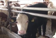 Dodatni otkup junadi