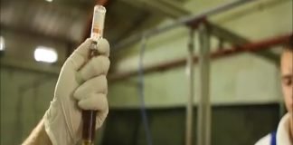 Tokom oktobra bi trebalo da prestane vakcinacija svinja protiv klasične kuge svinja