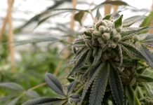 Ove jeseni pod konopljom našlo se oko osam stotina hektara