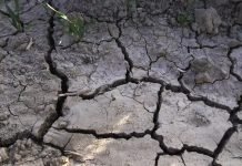 Opadanje organske materije u zemljištu