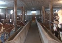 Nastavak otkupa junadi