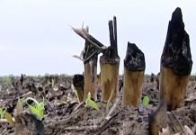 Posledice paljenja njiva