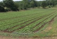 Agrarni budžet za narednu manji nego ove godine
