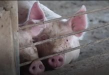 Epidemija bolesti afrička kuga svinja