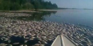 Pomor ribe na delu kanala Bečej – Bogojevo