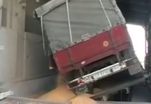 Raspisan javni poziv za razmenu kukuruza za junad