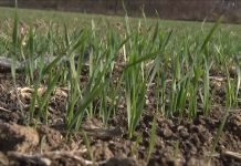 Kiša i nicanje pšenice