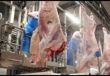 Novi krug razmene junadi za kukuruz prihvaćen u Državnim robnim rezervama