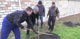 U dvorištu plućne bolnice posađeno je 30 sadnica crnog bora