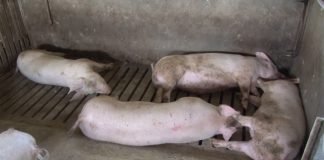 Prestala vakcinacija protiv klasične kuge svinja
