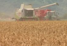 Pšenica ovodišnjeg roda u Srbiji nije zaražena mikotoksinom