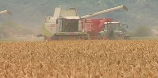 Pšenica ovodišnjeg roda u Srbiji nije zaražena mikotoksinom