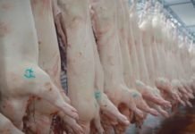 Rast cena svinjskog mesa