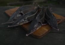 Upozorenje na probleme ribokrađe i prekomernog izlova mnogih vrsta riba