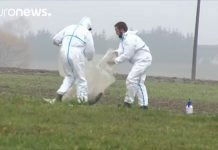 Afrička kuga svinja i problem stočnog fonda