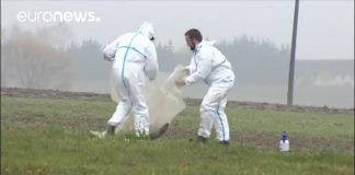 Afrička kuga svinja i problem stočnog fonda