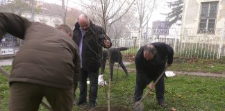 Tokom Zelene nedelje zasađene sadnice breze u Plankovoj bašti