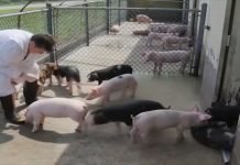 Srbija prekinula vakcinaciju svinja protiv klasične kuge