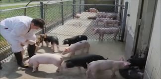 Srbija prekinula vakcinaciju svinja protiv klasične kuge
