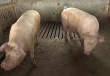 Bolest afričke kuge svinja na teritoriji Borskog i Pirotskog upravnog okruga