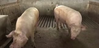 Bolest afričke kuge svinja na teritoriji Borskog i Pirotskog upravnog okruga