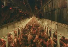 Usklađivanje sa standardima EU za srpske živinare