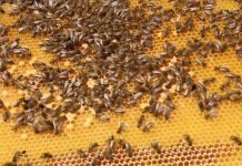 Raspisan konkurs za dodelu sredstava za sufinansiranje investicija u pčelarstvu