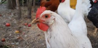 Pojava ptičjeg gripa potvrđena u nekoliko evropskih zemalja