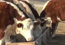 Državne robne rezerve: Biće nastavljena zamena kukuruza za tovnu junad