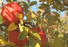 Sedam do osam odsto manje voća nego godinu ranije